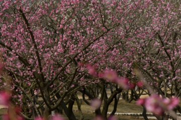 <p>But all pink was nice too!</p>