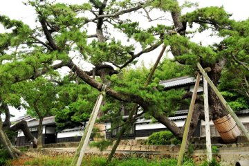 Samurai residences in Matsue city