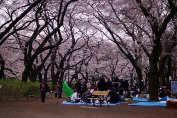 Cabang-cabang pohon sakura yang seperti atap untuk orang-orang di bawah ini