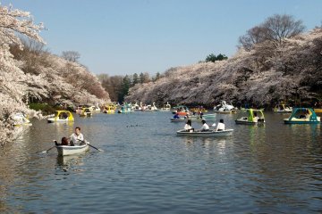 ดอกซากุระที่สวน Inokashira 