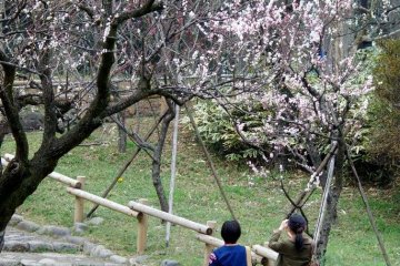 Ini adalah bagian kecil dari taman yang didedikasikan untuk bunga pohon plum menjelang akhir Februari