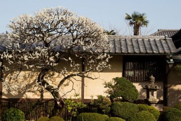 Gotokuji Temple, Setagaya