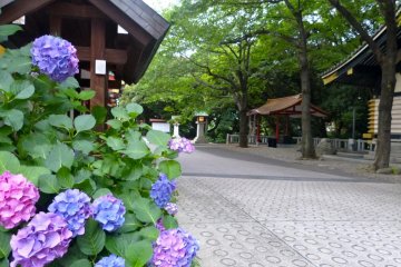 Beautiful hydrangeas on the shrine grounds