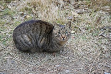 <p>Le port que l'on traverse pour rejoindre la saline abrite une large population de chat</p>
