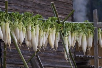 <p>Des radis daikon suspendus pour s&eacute;cher</p>
