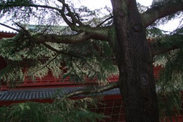 Huge 150 year old cedar near the temple's front gate
