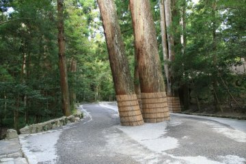 <p>The path to the shrine is surrounded by pristine ancient forest</p>