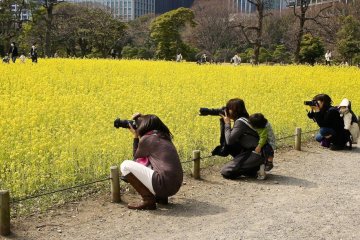 Yellow Flowers at Hamarikyu Garden