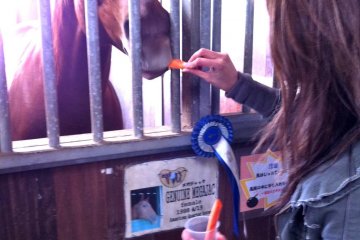 Le Soleil, horse stables. These horses will steal your heart (and your carrots)!