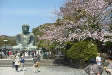 ดอกซากุระที่คามาคุระ (Kamakura)
