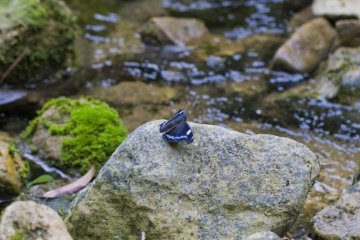<p>Des papillons sur les pierres recouvertes de mousses le long de la rivi&egrave;re</p>
