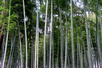 Even though they don't blossom like the plum trees, the bamboo grove was truly spectacular