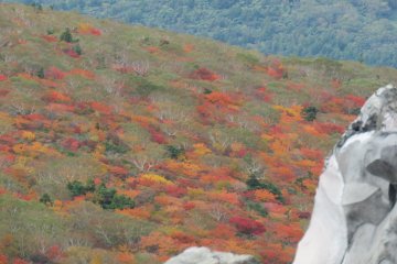 Fall Colors