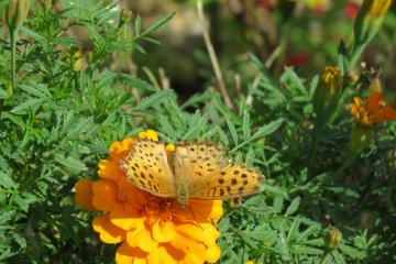 Minamigaoka Dairy Flower with Butterfly