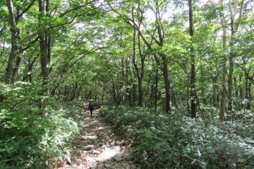 Trail in Heisei no Mori Forest 