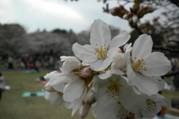 Cherry blossom in full regalia at Koganei Park