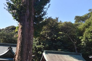 Goddess's tree companion