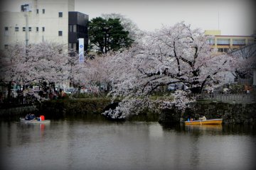 Anda dapat menyewa perahu dayung kecil di parit kastil