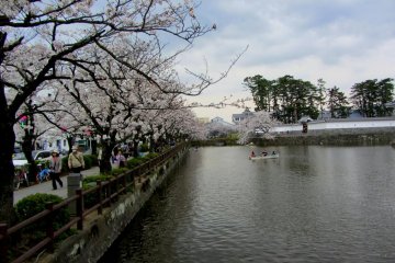 Pohon sakura berbaris rapi di pinggir parit