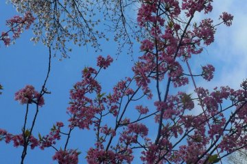 Pink and white cherry blossoms.