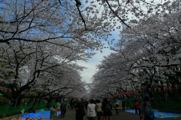 A long line of cherry blossom trees. Everyone is looking up or taking pictures
