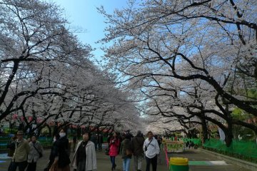 Behind the lines are spaces for cherry blossom parties Some wait for more than 4 hours just to reserve the space.