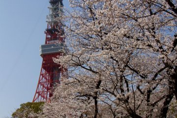 The blossoms even seem to touch Tokyo Tower.
