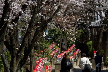 Passing along the Jizo statues, under a roof of cherry blossoms.