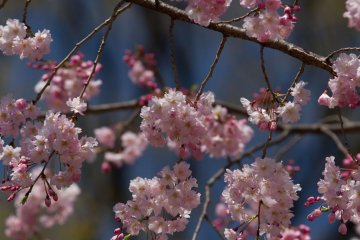 ... and rightly so: the blossoms where perfect.