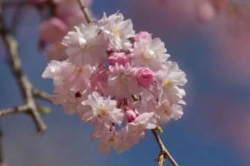 Most of the branches were in full bloom.