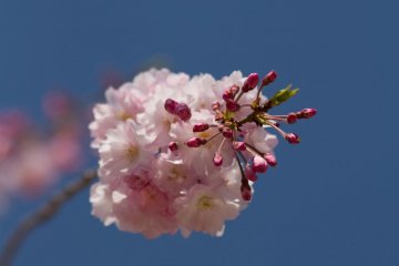 Others were about to reach full bloom the next day.