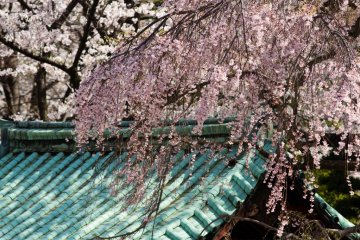 Most of the blossoms are white, but you do get the occasional mix of colours.