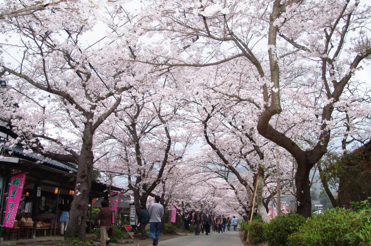 Akizukiharu Festival