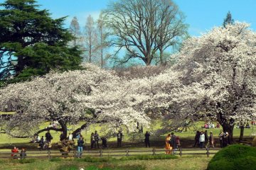 Pasangan mengenakan pakaian tradisional Jepang sambil melakukan pemotretan