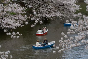 Bunga Sakura di Chidorigafuchi