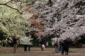 Shinjuku Gyoen Saat Mekar Sepenuhnya