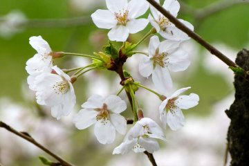 Panggilan musim semi dari sakura