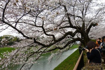 Jalur Chidorigafuchi adalah salah satu spot paling populer untuk menikmati sakura