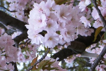 Sakura di Osaka Mint