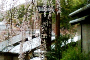 Pohon sakura yang merunduk di Sannenzaka dan Ninenzaka dari Gion Kyoto