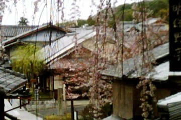 Pohon sakura yang merunduk di Sannenzaka dan Ninenzaka di Gion dan Higashiyama, Kyoto