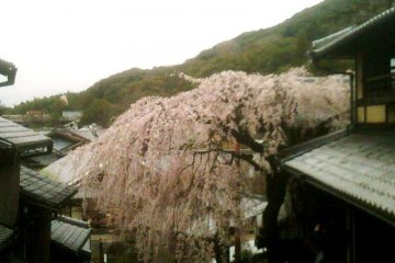 Pohon sakura yang merunduk di Sannenzaka dan Ninenzaka Kyoto