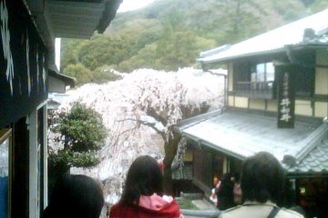 Pohon sakura yang merunduk di Sannenzaka dan Ninenzaka dari bukit Higashiyama, Kyoto