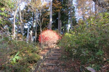Trail up Mt. Kachi.  Looks like the burning bush