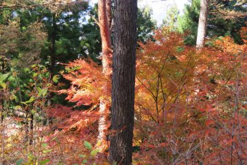 Beautiful colors on the trail back down
