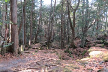 Aokigara Forest (Sea of Trees) 