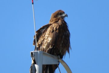 Hawk sat still while I took his picture