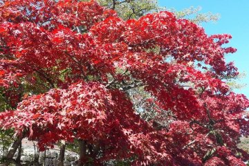 Une arbre rouge 