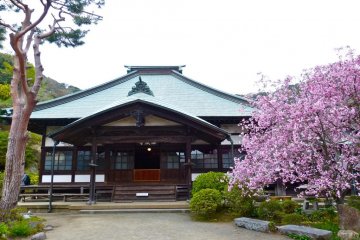 Main Hall and a beautiful crabapple tree