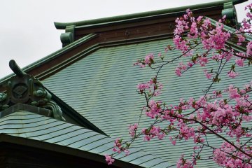 Nice contrast of green and pink